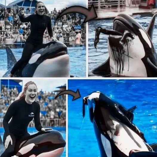The trainer devoured by her orca during a routine show